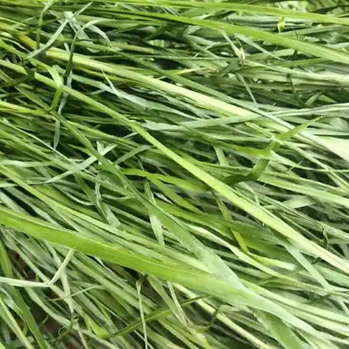 22年新草烘干提摩西草毛重1000克兔子龙猫荷兰猪牧草提草干草饲料