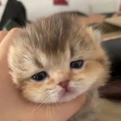 金渐层刚出生的小奶猫太可爱啦吧