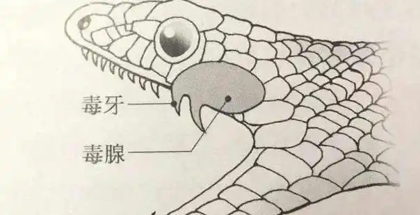 毒液|毒牙|眼镜蛇_网易订阅