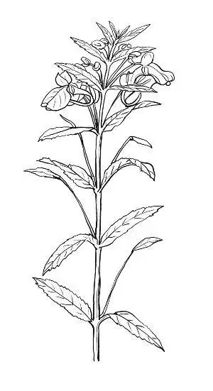 一朵凤仙花简笔画图片花朵简笔画凤仙花儿童绘画作品图集