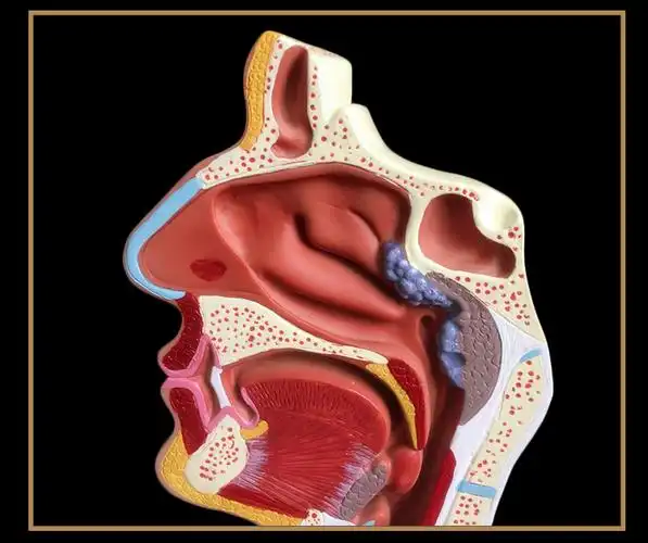 人体鼻腔解剖模型 口腔咽喉构造鼻子模型 医院用医患沟通教学模型