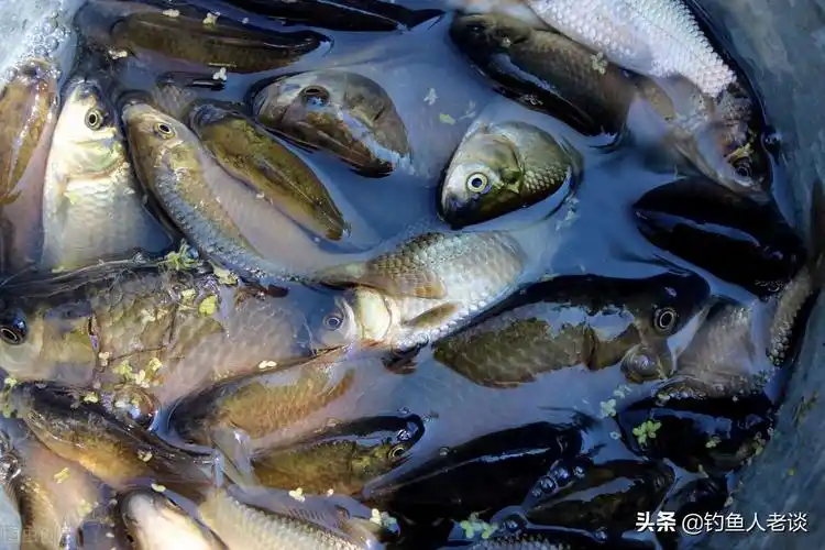 小知识:鲫鱼有几个品种图片(常见的6个鲫鱼品种你认识几个)-图1