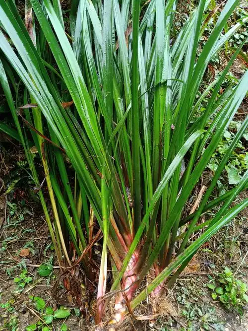 沙姜 山奈-五香草