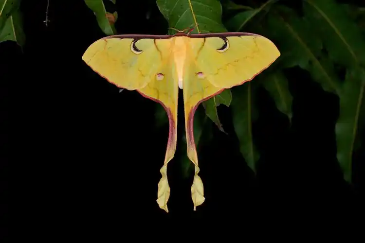 云南昆虫科普大尾大蚕蛾身着黄旗袍月下舞翩跹