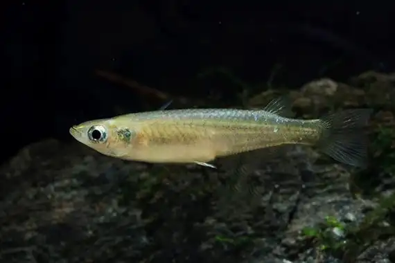 p>青鳉(学名: i>oryzias latipes /i>)是青鳉科,青鳉属鱼类.