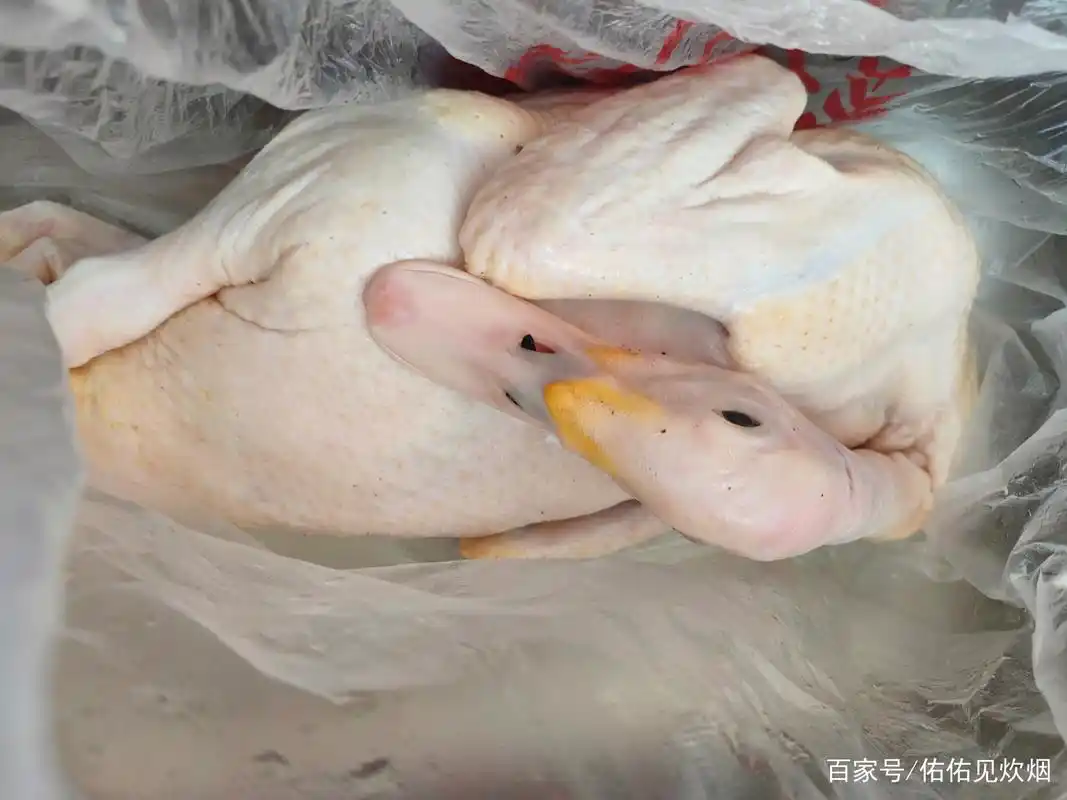 豚鸭怎么吃?试试这种做法,美味又下饭,营养丰富还不上火