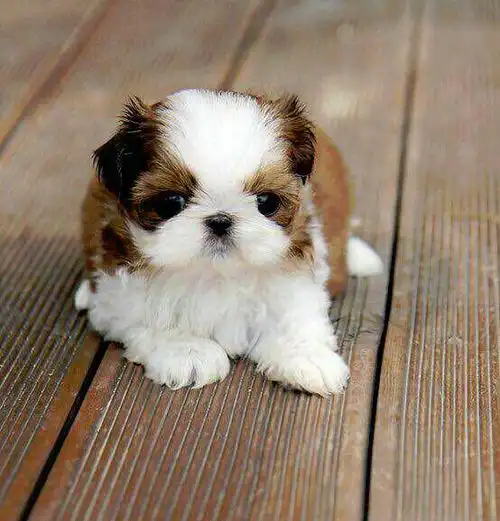 诚信出售精品幼犬西施 纯血统保健康 90天包退换 全国发货包邮