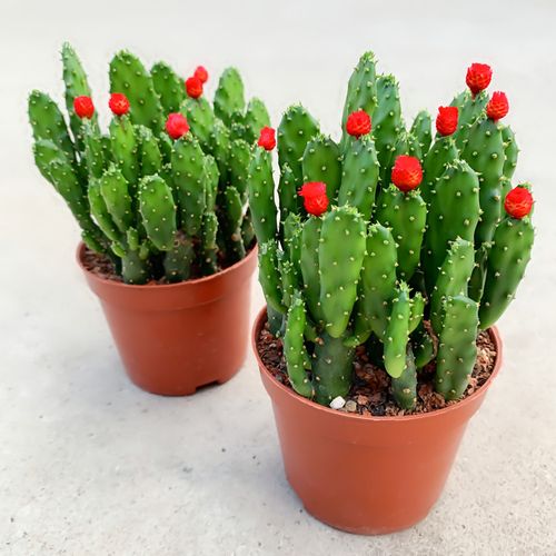 招财手多植物摇钱树室内防辐射仙人掌桌面盆栽四季多肉植物