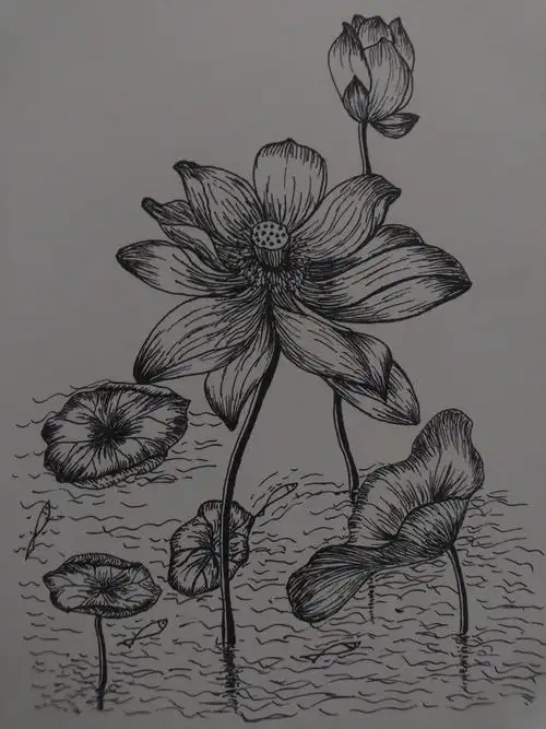 线描莲叶何田田