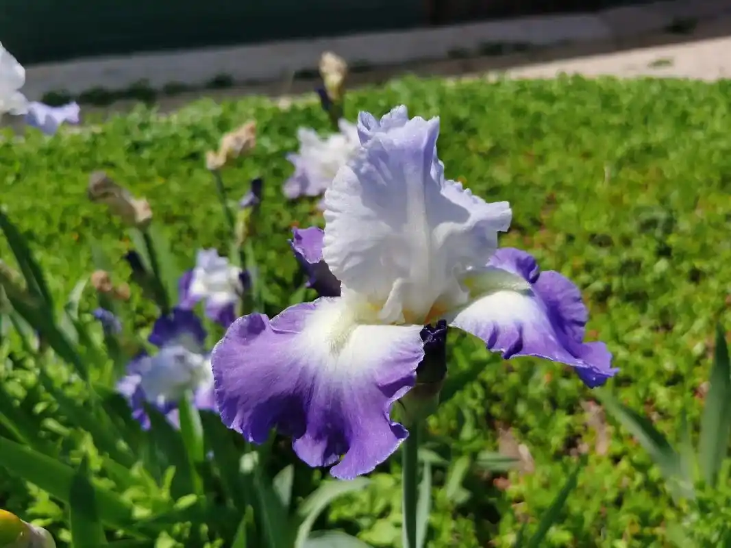 德国鸢尾.宿根花卉,花大色艳,花型奇特,一般花期4-5月,个 - 抖音