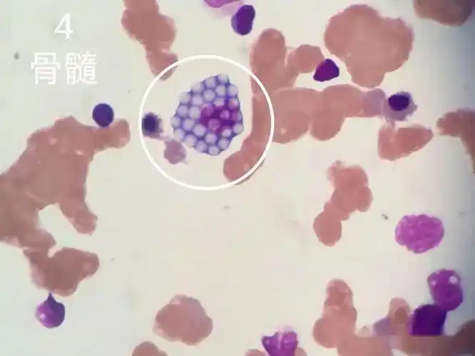 看图识细胞第91期