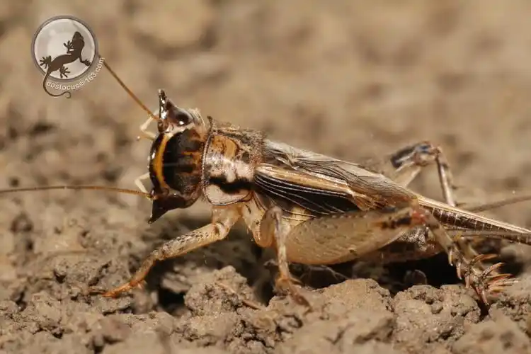 欢迎您的到来,在大雨的夜里