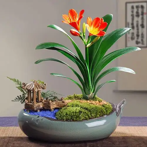 兰花精品君子兰盆栽室内客厅办公室耐寒花卉开花四季植物