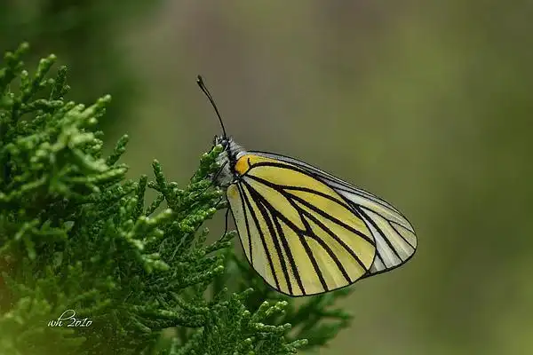 暗色绢粉蝶   aporia bieti(丽江玉龙雪山)