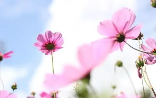 形容淡泊心境的诗句-淡泊的是一种心境,释然的,是千帆之后的隈永