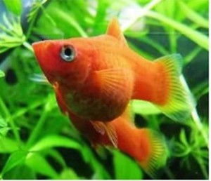 观赏鱼热带鱼红球鱼红玛丽红剑红箭鱼胎生鱼颜色鲜艳活体