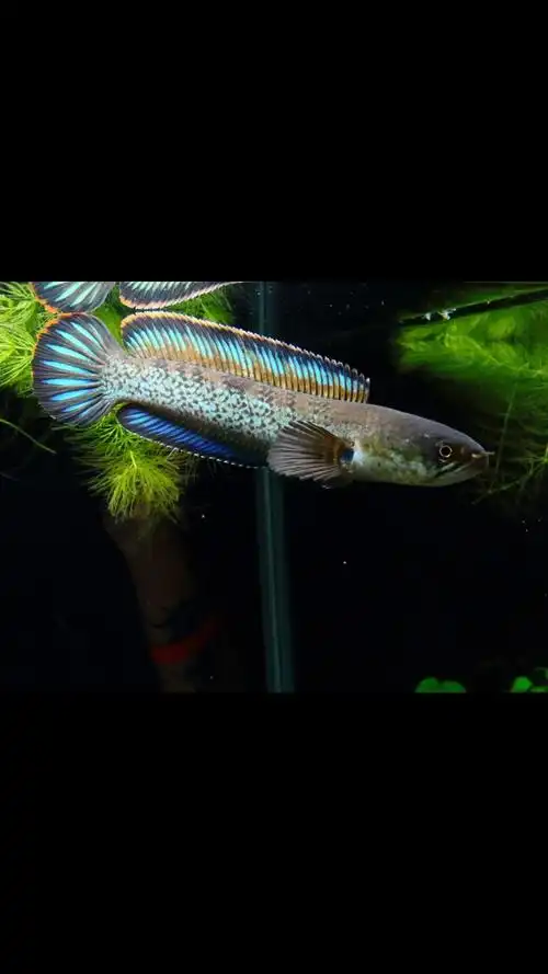 小型雷龙混养谁有经验