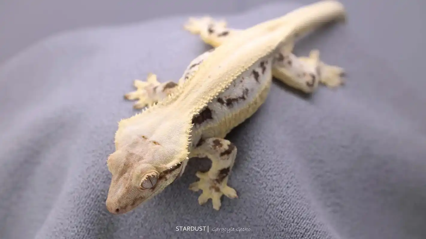 日常|睫角守宫.-莉莉白 这只莉莉体重已经30g了,我准 - 抖音