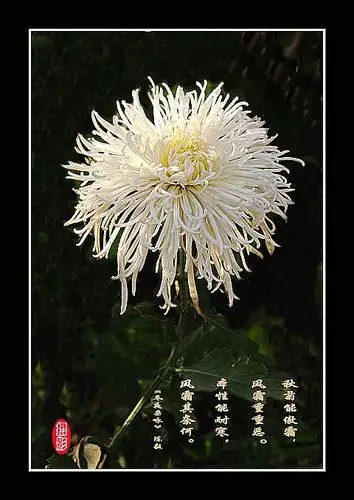 为玉树逝者献上我心中的小白菊