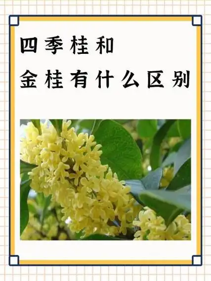 四季桂和金桂有什么区别