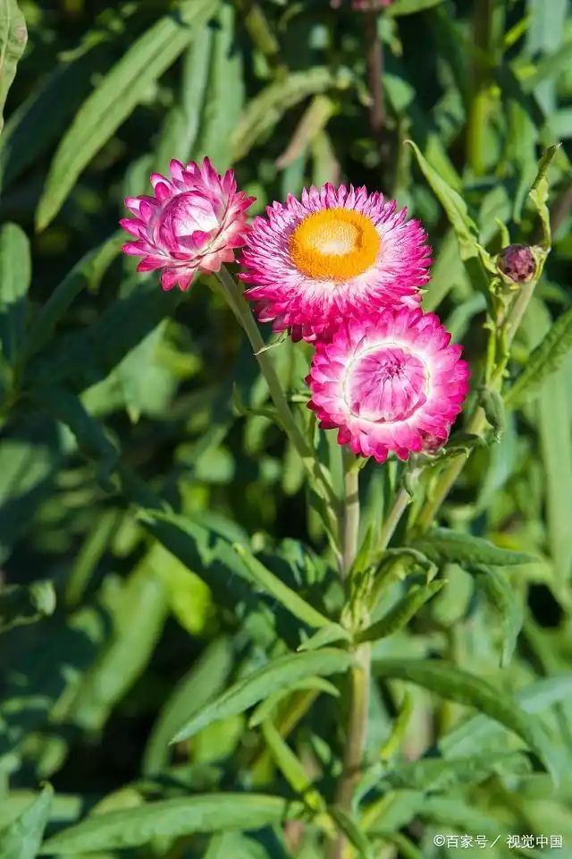 麦秆菊晴天花开放,雨天及夜间关闭,瘦果小棒状,或直或弯,上具四棱.