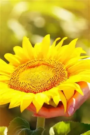 最好看的向日葵花海鲜花图片