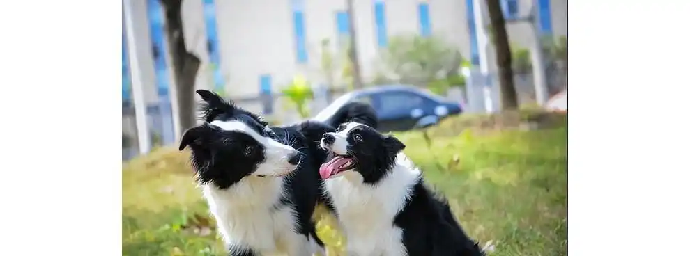 这6条狗狗,皮实好养活,养了之后不想换狗了