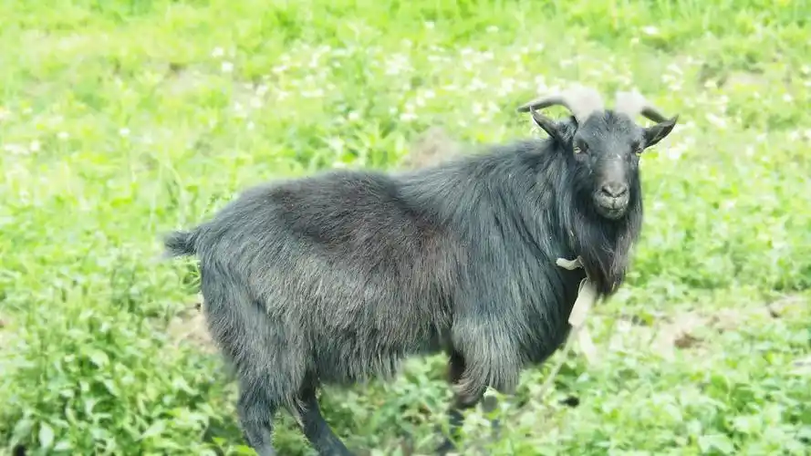 一只守护桑林的小黑羊.