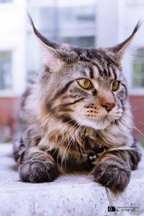 一只缅因猫的日常