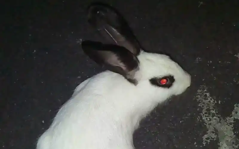 肥宅兔子黑化了