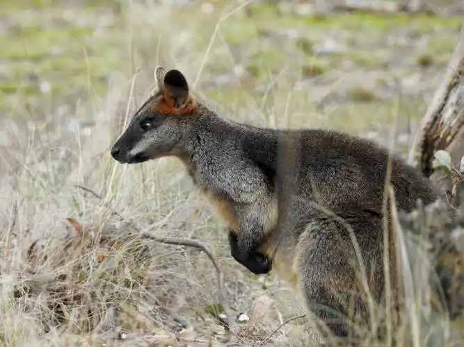 swamp wallaby,kangaroo,standing,looking,grass,wildlife,marsupial