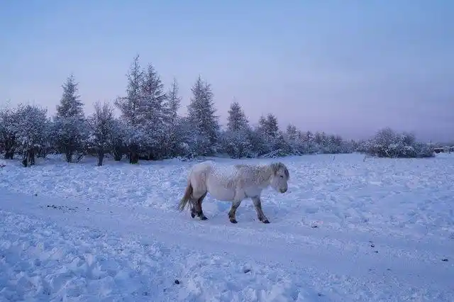 雅库特马矮小,耐寒.雅库特人不认为吃马肉有什么错.
