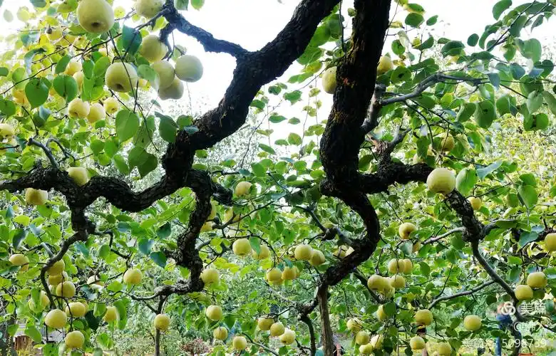 百年梨树家乡的味道