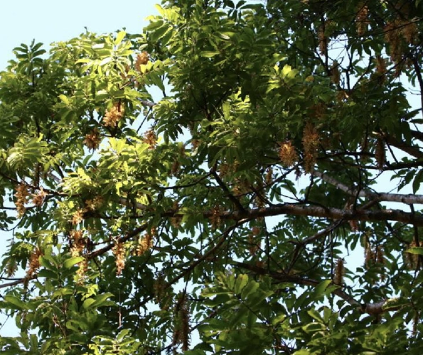 p>云南黄杞(学名: i>engelhardia spicata  /i>lesch. ex bl.