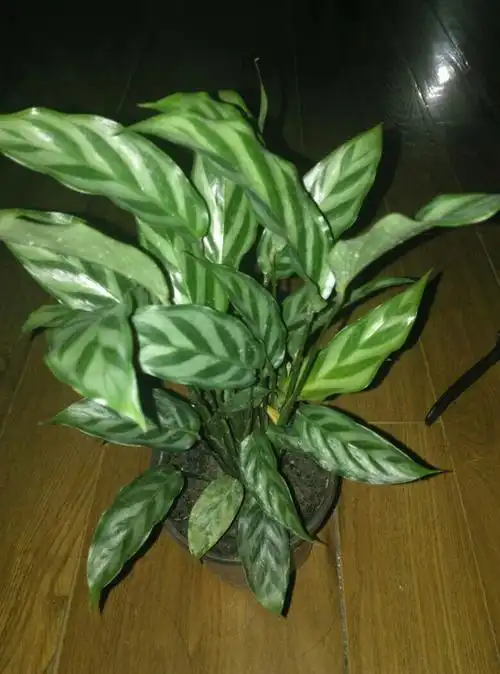 茎是直的,一根茎长一片叶子,不开花,请问这是什么植物?