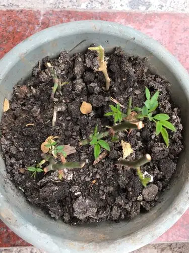 剪枝插枝的月季花 这段时间竟然也发芽了!好有成就感哦