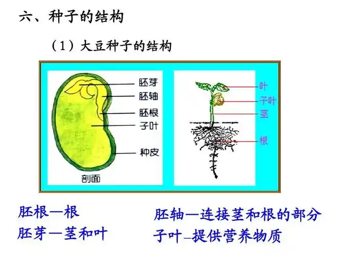 六,种子的结构 (1)大豆种子的结构 胚根—根 胚芽—茎和叶 胚轴—连接