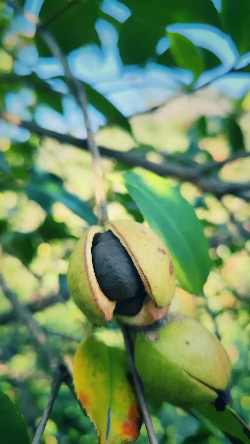 在我们桐城这边山里有很多的野生茶籽树,每 - 抖音