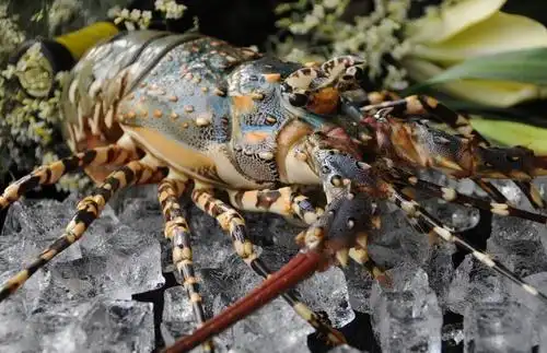 澳洲龙虾图片大全