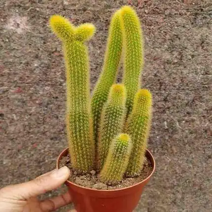 多肉植物黄金条盆栽花苗仙人棒仙人球黄金纽肉肉绿植花卉办公室内