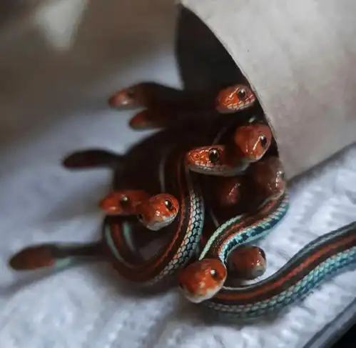 1217期①蟾蜍坐上了死亡列车②当鸡被绑起来牛会将