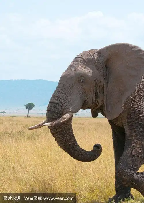 一个非洲象头的侧面