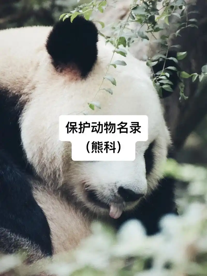 国家重点保护动物(93科)一级:大熊猫,马来熊 二级:懒熊, - 抖音