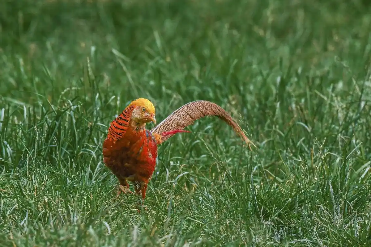 红腹锦鸡#抖音图文来了 #生态摄影 #鸟类摄影 #人与自然和 - 抖音