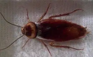 蟑螂聚集地上黑色的小点是什么是蟑螂的排泄物,里面也有信息素.