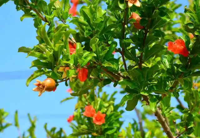 石榴树有两种,只有果石榴开花结果,要想吃果实千万别选花石榴!