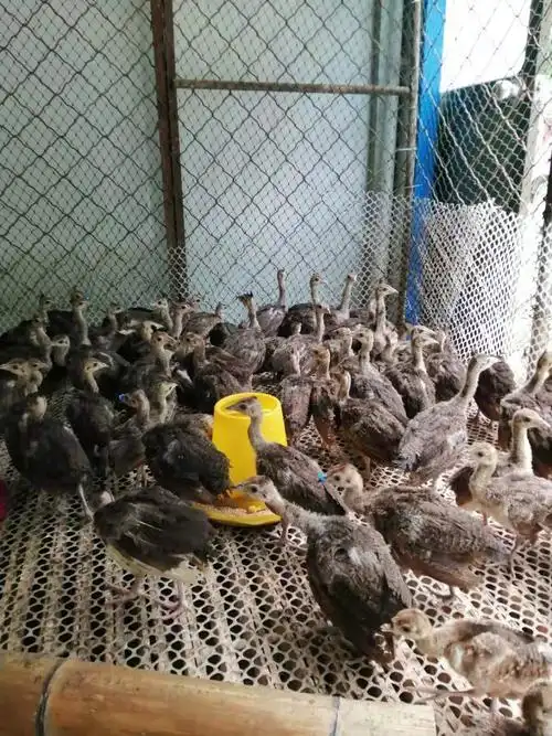 养50只孔雀要多少钱 孔雀苗售价养孔雀需要投资多少钱