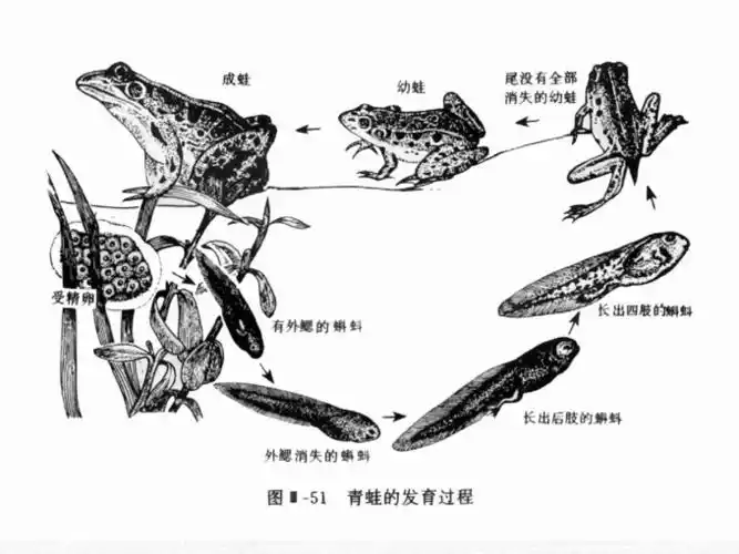 2008 国际爱蛙年科普活动 之 蛙类知识讲座 —— 重庆动物园