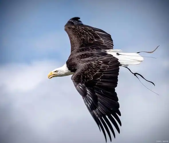 雄鹰展翅翱翔于苍穹之间,它们以无与伦比的力量和勇气,演绎着自由与