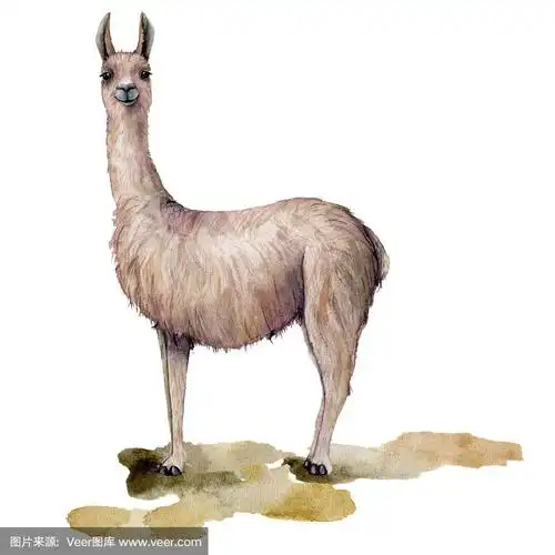 水彩画卡上画着羊驼站在地上.手绘美丽的插图与动物孤立在白色的背景.